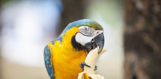 cibo pappagalli