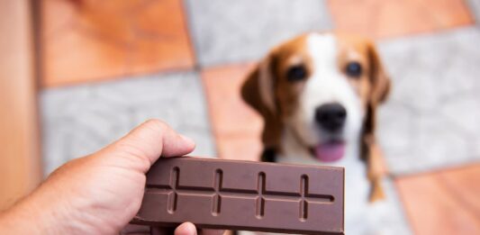 Perché il cioccolato è un alimento pericoloso per il cane? cioccolato pericoloso cane