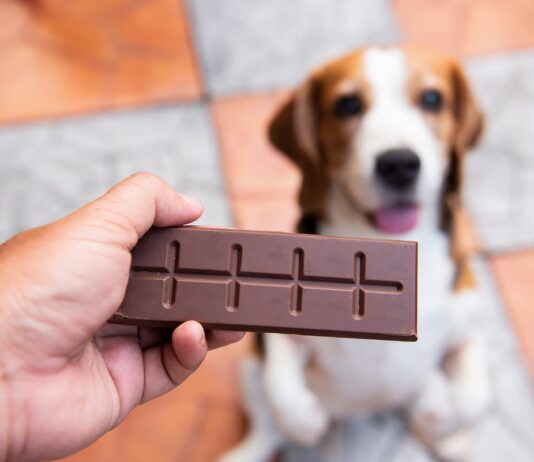 cioccolato pericoloso cane