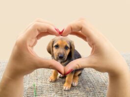 L’arrivo di un cucciolo: come cambiano le nostre abitudini ed emozioni cucciolo abitudini emozioni