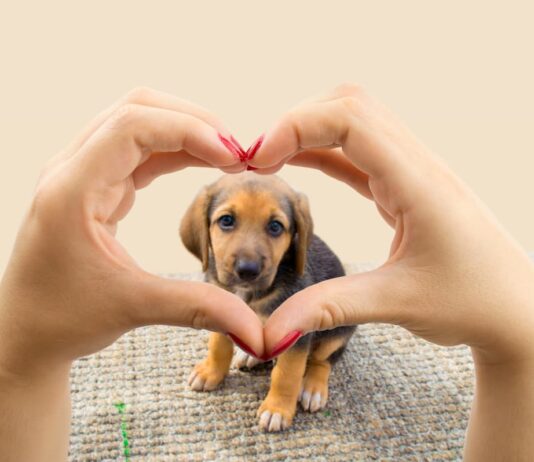 L’arrivo di un cucciolo: come cambiano le nostre abitudini ed emozioni cucciolo abitudini emozioni