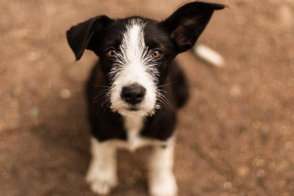 cucciolo cane abitudini adolescente