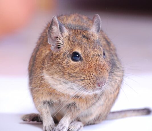degu pet primo piano