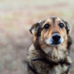 dolore morte cane