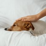 dolore morte cane carezza
