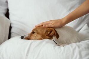 dolore morte cane carezza