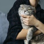 gatti affettuosi