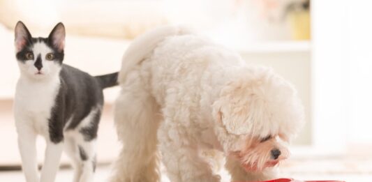 Probiotici e prebiotici nell’alimentazione di cane e gatto probiotici cane gatto
