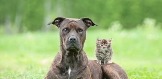 pulci cane gatto