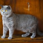 razze di gatto British