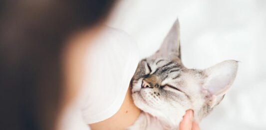 razze di gatto affettuose