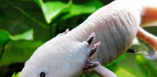 salamandra Axolotl primo piano