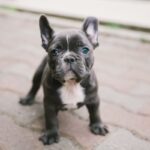 salute Bouledogue cucciolo