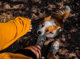 trovato cane