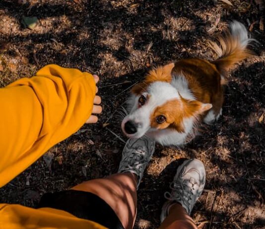 Ho trovato un cane, posso prenderlo con me? Cosa dice la legge trovato cane