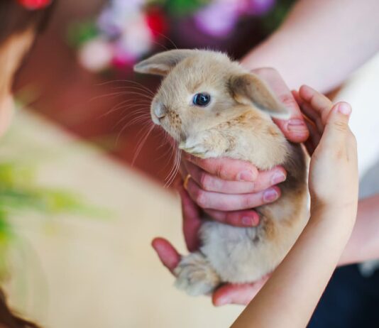 Coniglio e pet therapy e le tensioni si attenuano Coniglio pet therapy piccolo