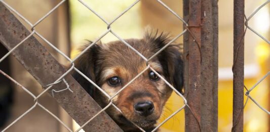 adottare cane cucciolo canile