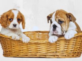 allevamento bulldog sfondo