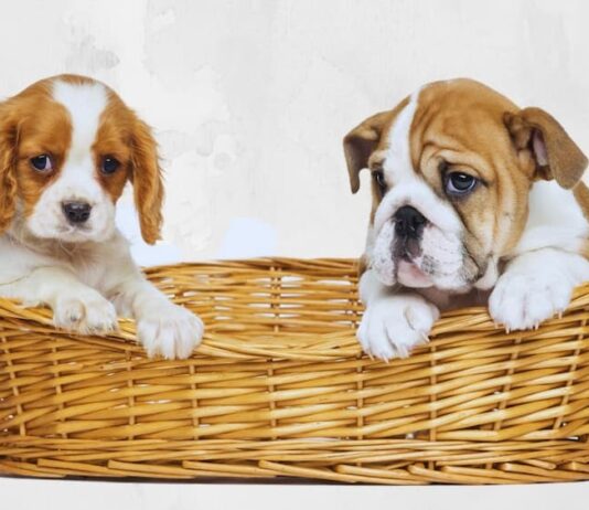 allevamento bulldog sfondo