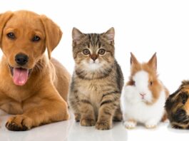 giornata animali da compagnia quali sono