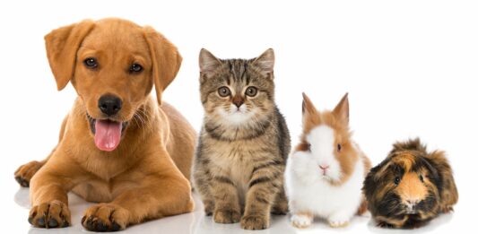giornata animali da compagnia quali sono