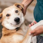 cani senzatetto zampa