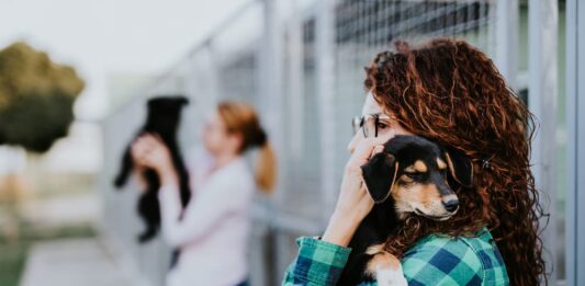 Adottare un cane in canile: partire con il piede giusto canile cane