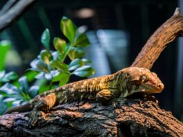 Il geco gigante della Nuova Caledonia geco gigante terrario