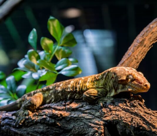 Il geco gigante della Nuova Caledonia geco gigante terrario