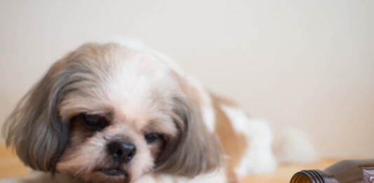 intossicazione benzodiazepine cane