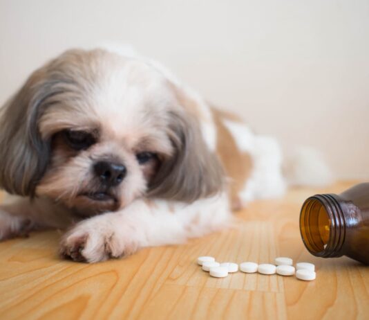 intossicazione benzodiazepine cane