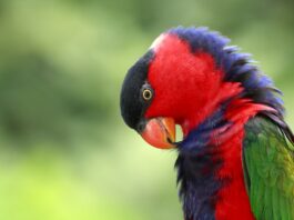 malattia del becco e delle penne