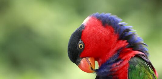 Circovirosi nei pappagalli, la malattia del becco e delle penne malattia del becco e delle penne