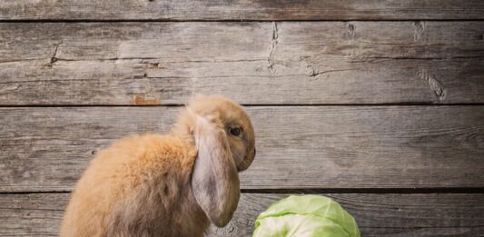 I principali problemi del coniglio anziano problemi coniglio anziano