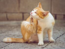 prurito cane gatto 2