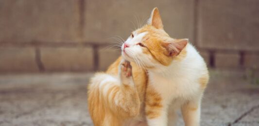 prurito cane gatto 2