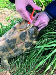 t hermanni adulta microchip