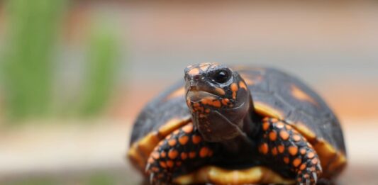 La tartaruga dalle zampe rosse: allevamento e alimentazione tartaruga dalle zampe rosse