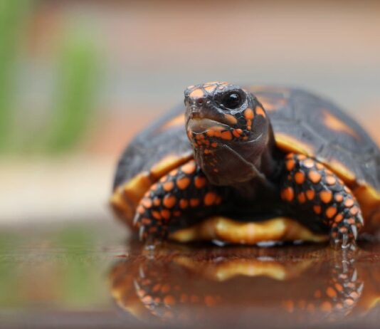 tartaruga dalle zampe rosse