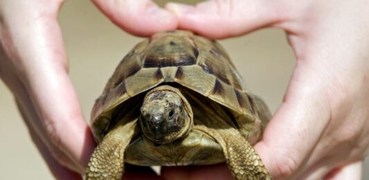 tartarughe cites