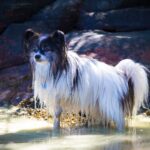alghe cane bagnato
