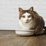 alimentazione gatto problemi renali
