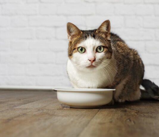alimentazione gatto problemi renali