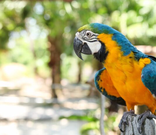 alimentazione pappagallo ara copertina