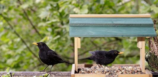 Alimentazione degli uccelli: cosa mangiano i passeriformi insettivori? alimentazione uccelli insettivori coppia merli