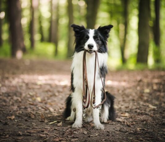 I rischi di lasciare libero il cane cane libero