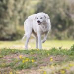 cane libero aggressione