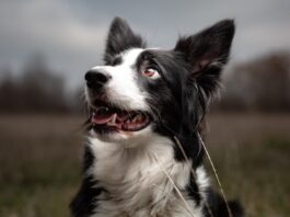 cane morde l'aria Border