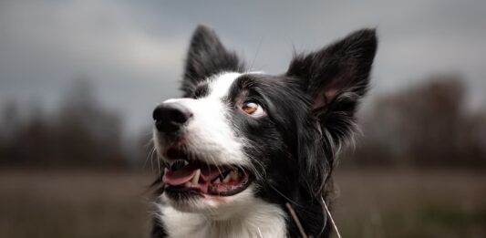 Perché il mio cane morde l’aria? Cause e soluzioni del fly biting cane morde l'aria Border