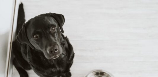 La non corretta igiene della ciotola del cane può avere delle conseguenze ciotola cane